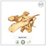 Angelica Root