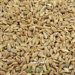 Anise Seed Whole