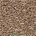 Celery Seeds