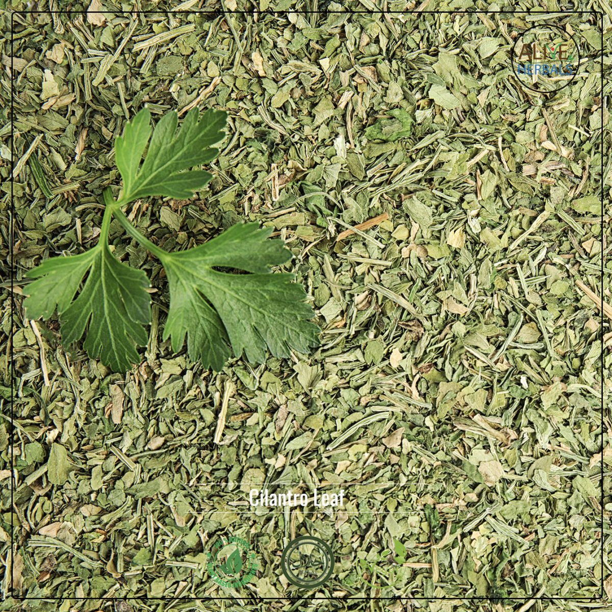 Cilantro Leaf - Image 1