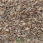 Dill Seeds