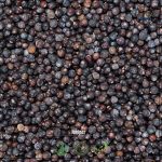 Juniper