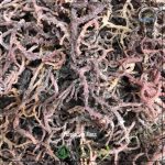 Purple Sea Moss